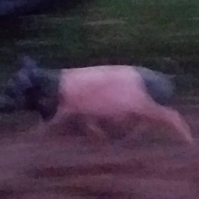 Imagem da campanha Sorteio de um porco