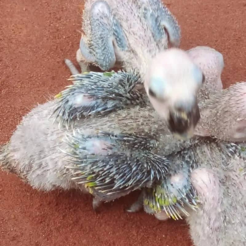 Imagem da campanha Bigode pardo