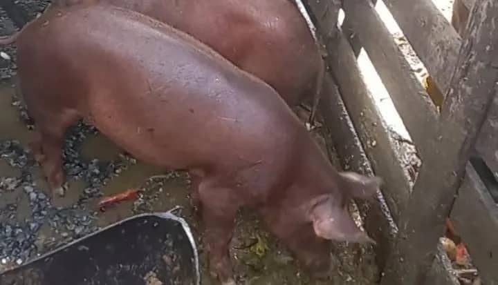 Imagem da campanha Ação entre amigos para  término do meu curso