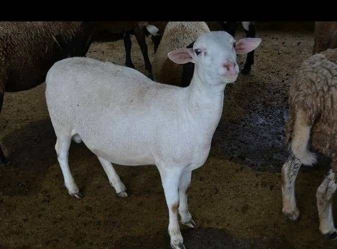 Imagem da campanha Rifa-se um carneiro ,valor do ponto 20 reais