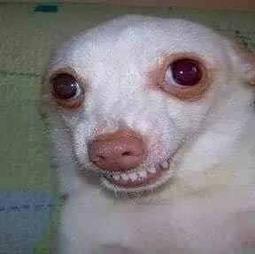 Imagem da campanha Rifa cachorro muito carinhoso