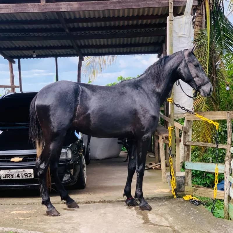 Imagem da campanha Rifa do Lindo da pedra ferrada