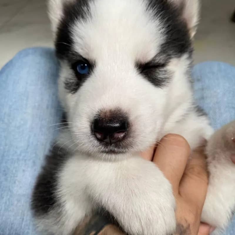 Imagem da campanha Husky siberiano