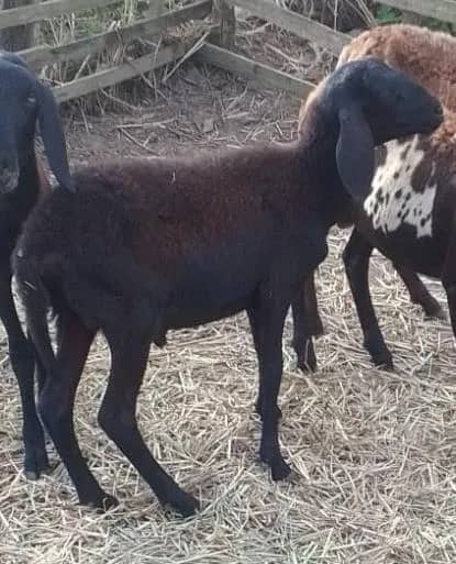 Imagem da campanha Rifa-se de um carneiro