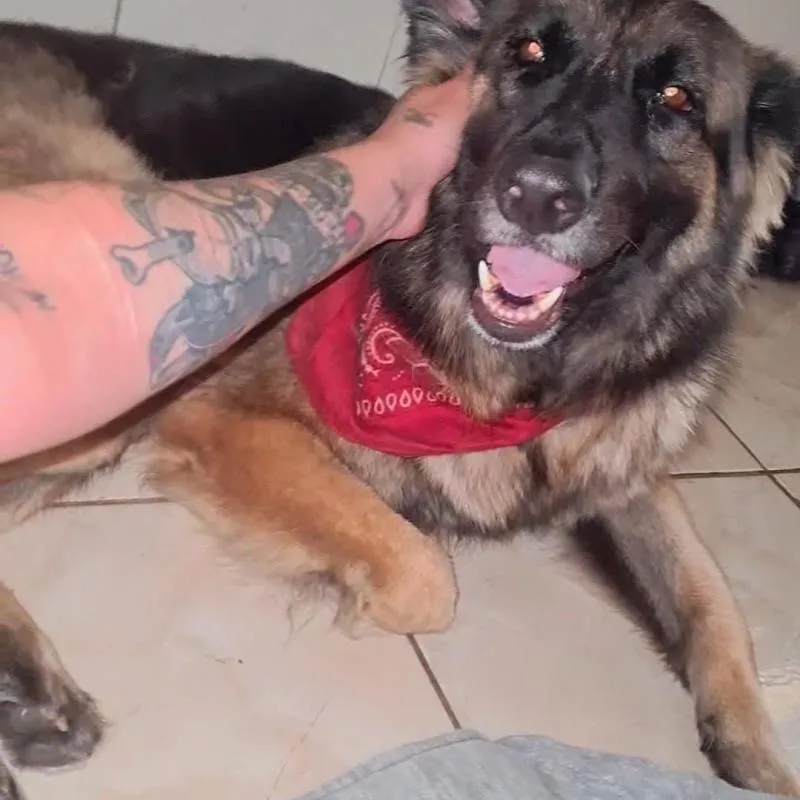 Imagem da campanha Ajude a Layla