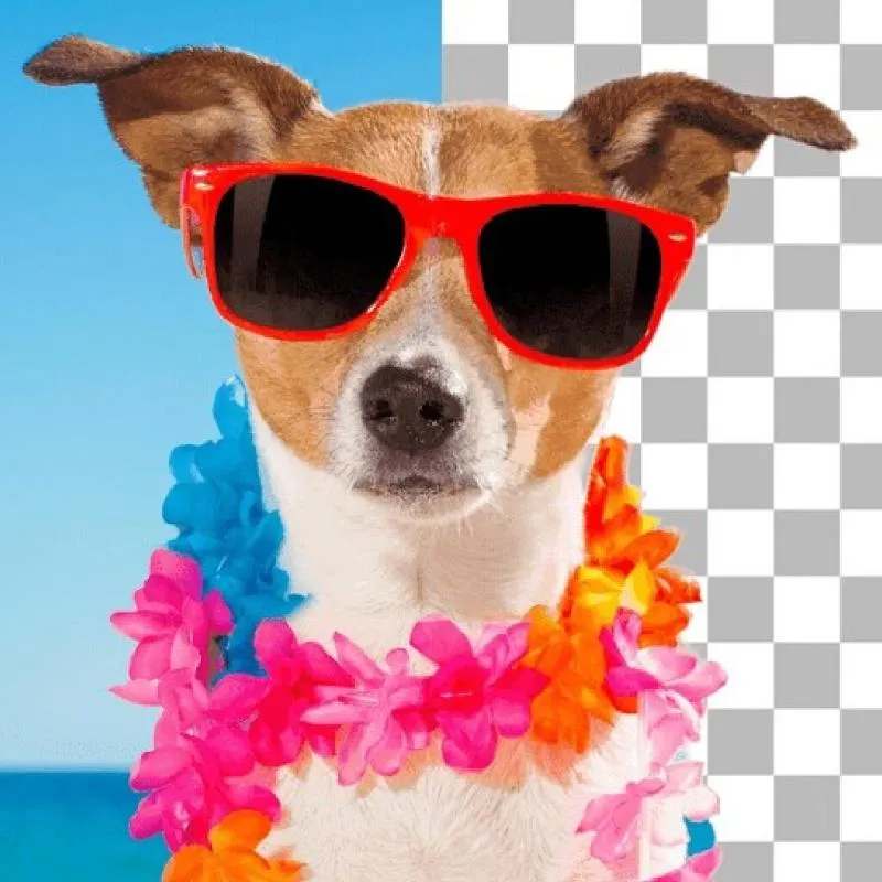 Imagem da campanha teste