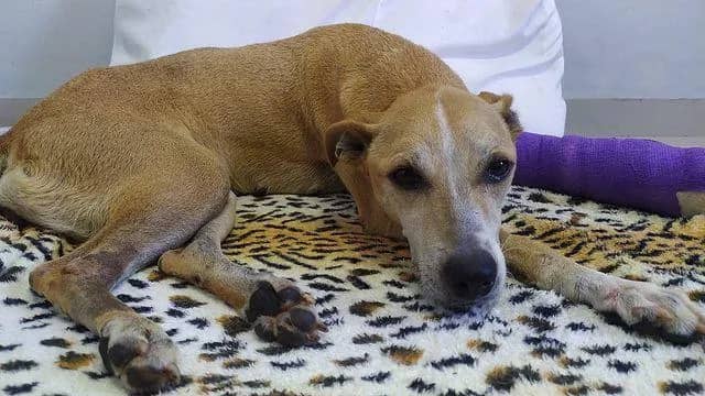 Imagem da campanha teste rifa