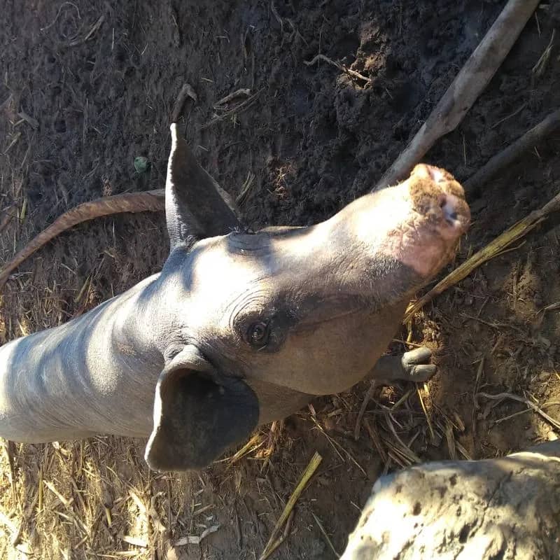 Imagem da campanha 🐷 Sorteio de uma Leitoa e Ajude a Recuperar Meu Carro! 🚗