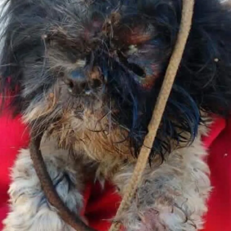 Imagem da campanha Ajude a devolver o brilho no olhar do Tarcisio