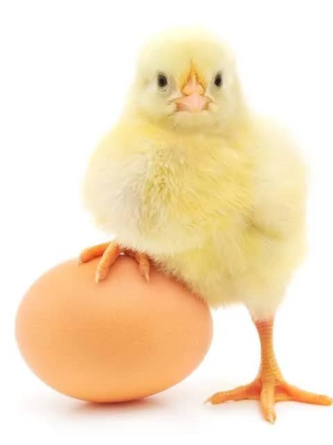 Imagem da campanha Rifa de Páscoa 1301M