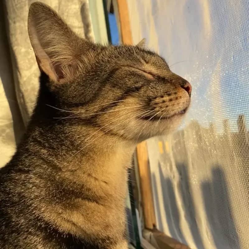 Imagem da campanha Tom e Jerry