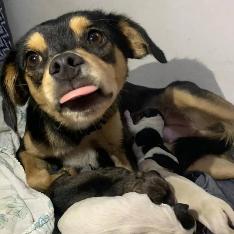 Imagem da campanha Bibi e seus Bebês