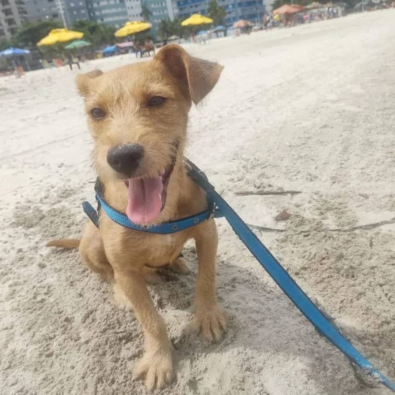 Imagem da campanha Ajude o Toddy!