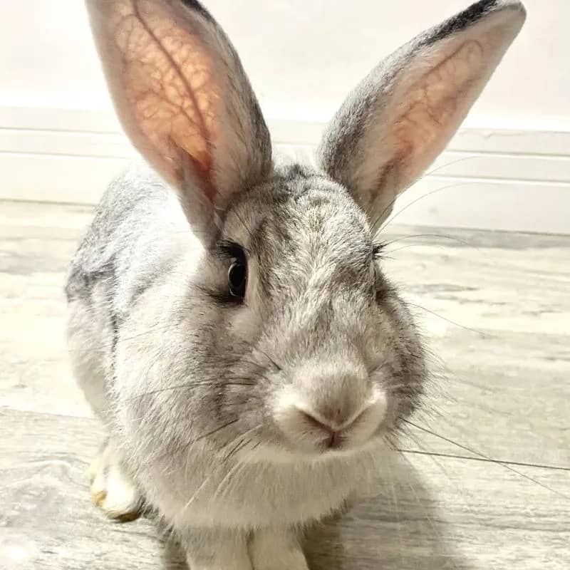 Imagem da campanha Romeu sem ovos 🐰