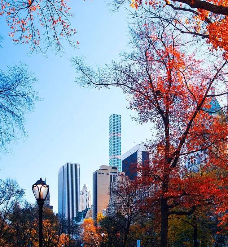 Imagem da campanha Passarinho