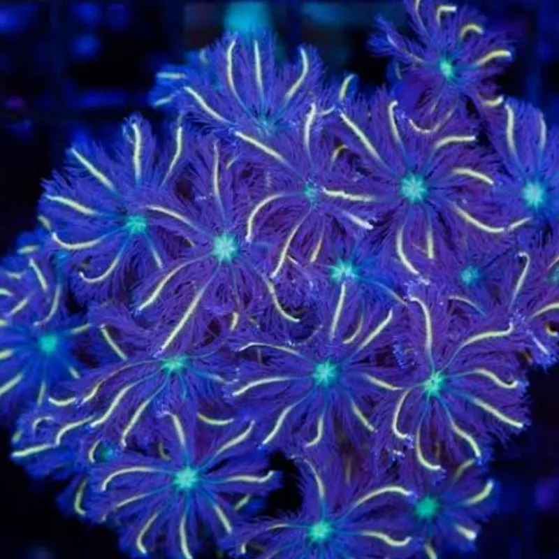 Imagem da campanha Coral lindo fácil cuidados vshzudbdi mais dj