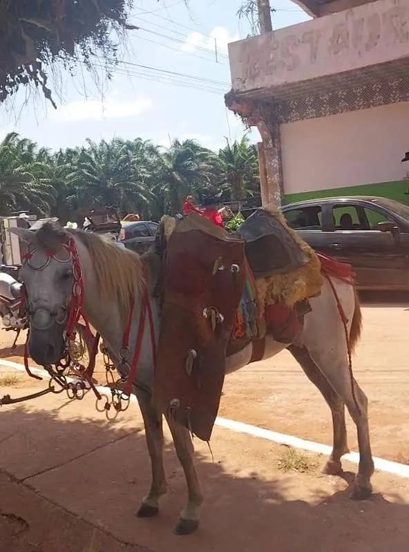 Imagem da campanha Pônei ou 600 reais🤑🤑 no seu pix !