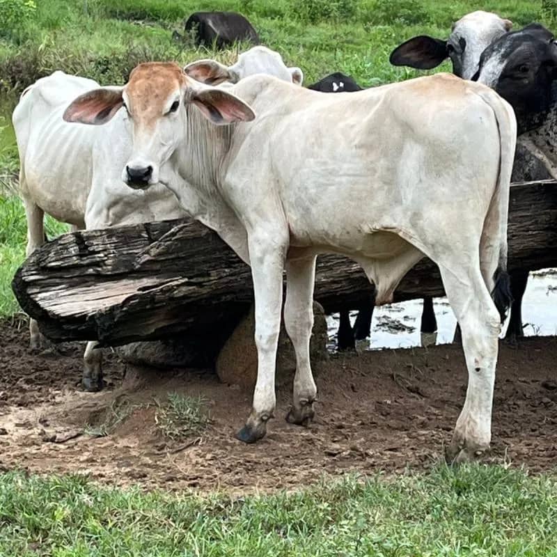 Imagem da campanha RIFA PARA AJUDAR COM AS DISPESAS PERDIDAS NA ENCHETE