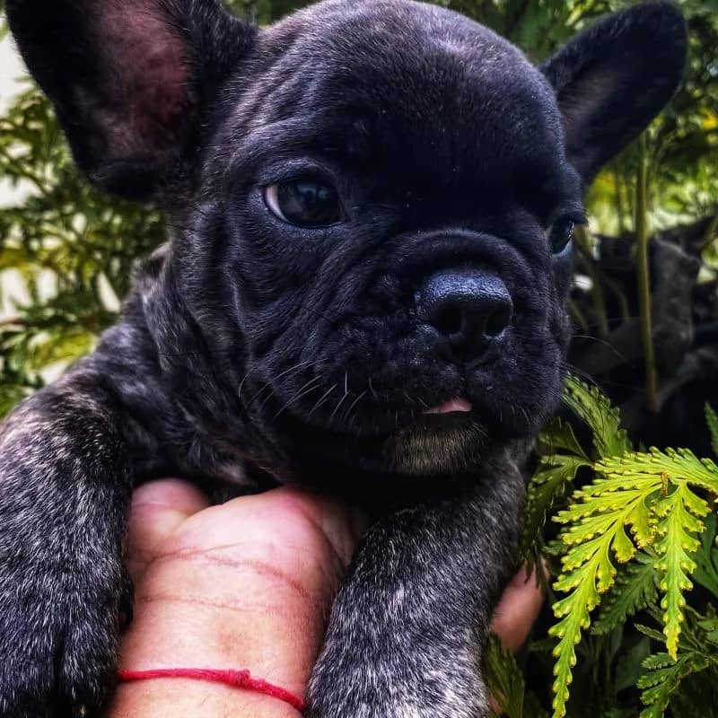 Imagem da campanha Buldogue francês