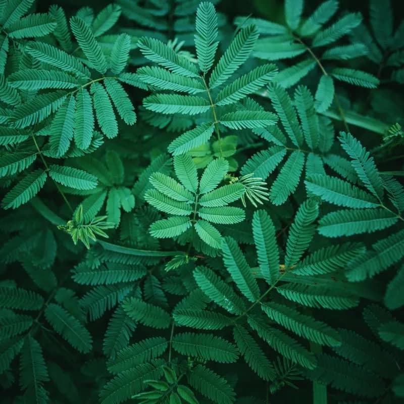 Imagem da campanha Banca gratuita