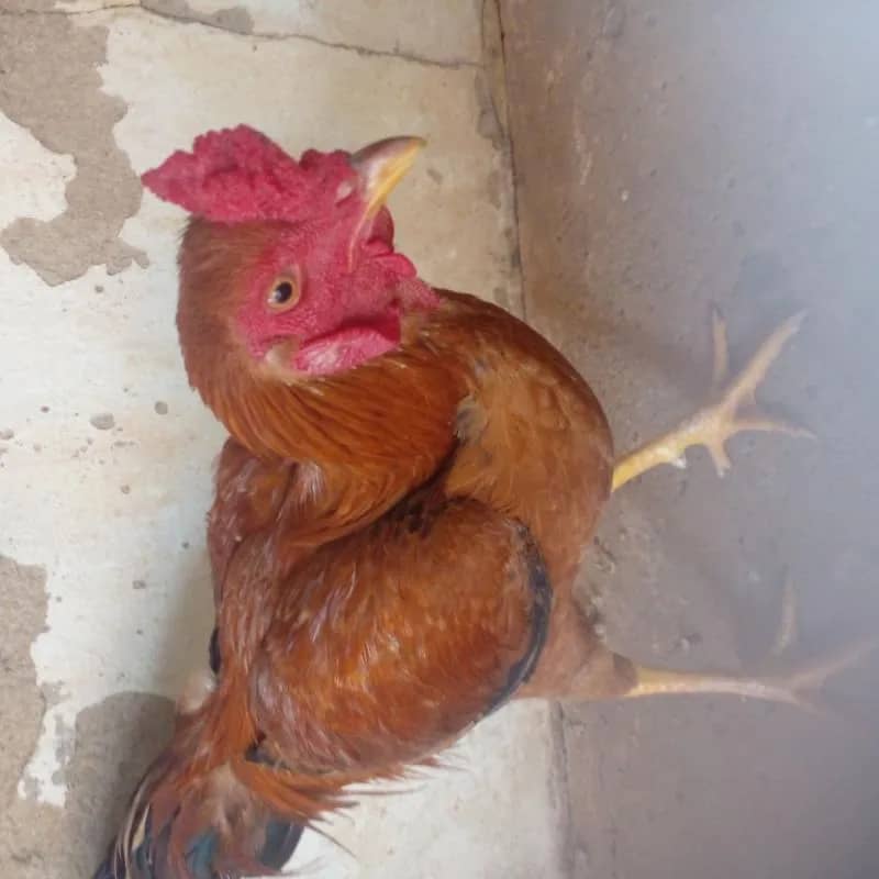 Imagem da campanha Rifa solidária e prou das passagens de vouta de Miguel e Gustavo que está no acre