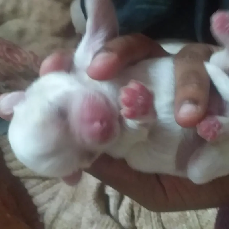 Imagem da campanha Filhote macho ilhasa apson