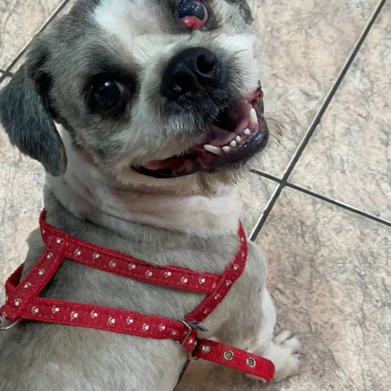 Imagem da campanha Cirurgia pro Chico.