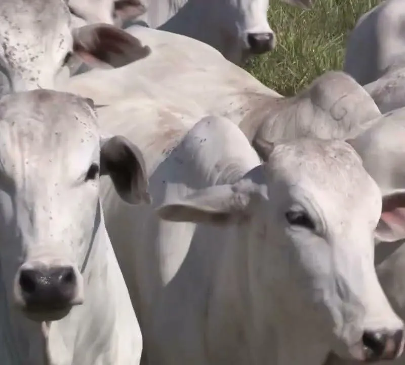 Imagem da campanha Rifa de uma novilha nelore