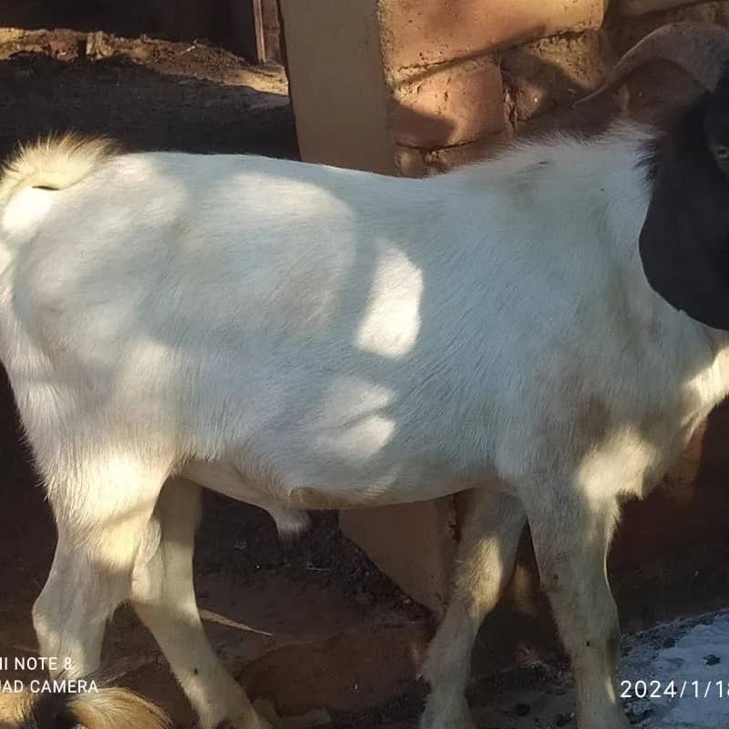 Imagem da campanha Rifa um reprodutor p.o boé, sem RH