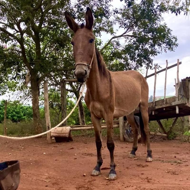 Imagem da campanha Primeiro Ação do Rancho do Peão