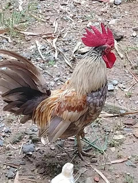 Imagem da campanha Galinha ou 25 reias no pix