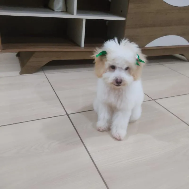 Imagem da campanha Eles estão pavevirose