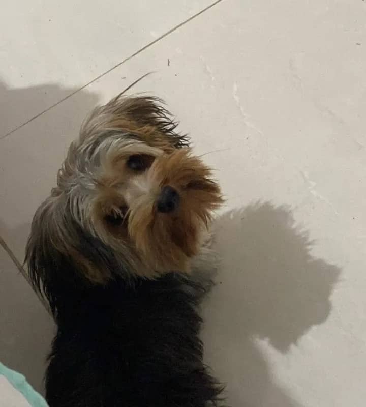 Imagem da campanha AJUDEM MEU CACHORRINHO