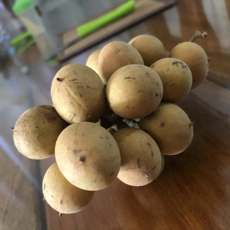 Imagem da campanha Açãozinha da pitombeiras