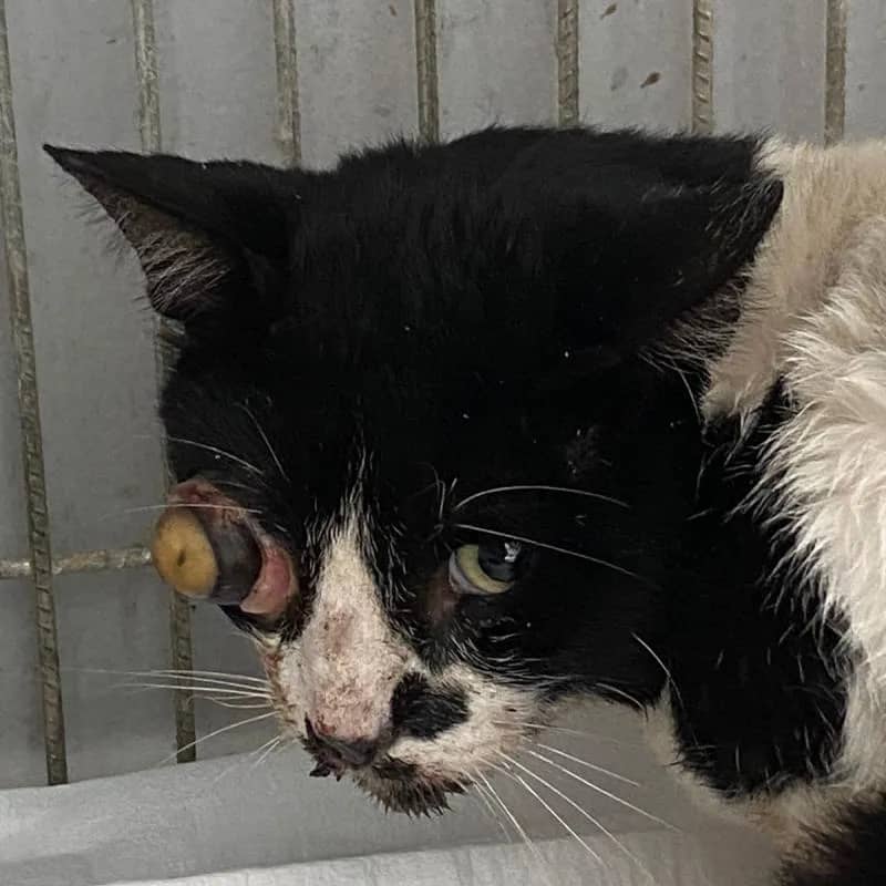 Imagem da campanha Vamos Salvar o Mingau (meu gatinho foi atropelado)