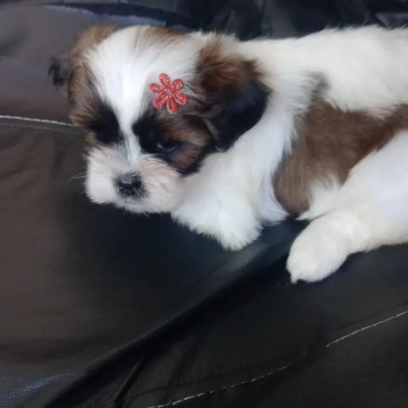 Imagem da campanha Em busca da Felicidade . Nahadi é Raphael@anjo_depatas