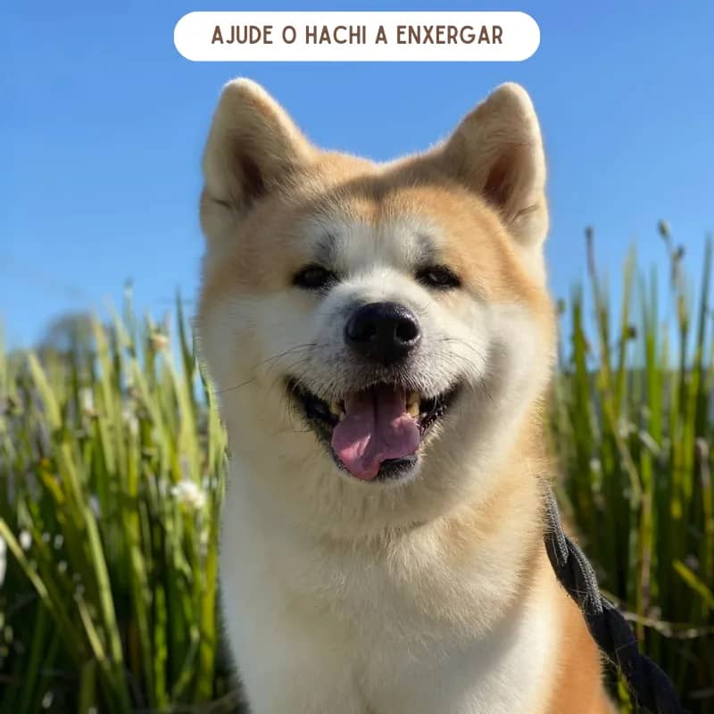 Imagem da campanha Ajude o Hachi a Enxergar - IPHONE 15