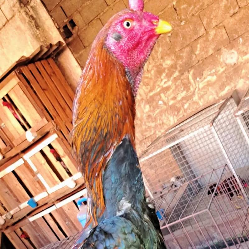 Imagem da campanha Mega ação digital 3 frangos e 5 frangas