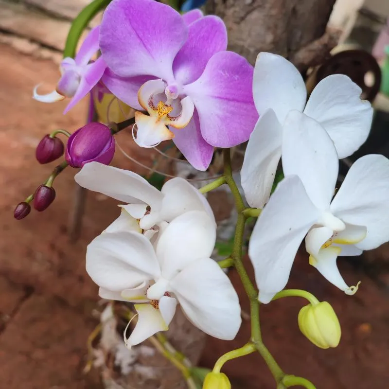 Imagem da campanha São benedito