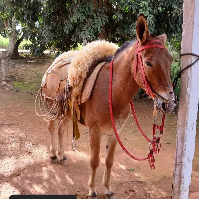 Imagem da campanha Burro com traia