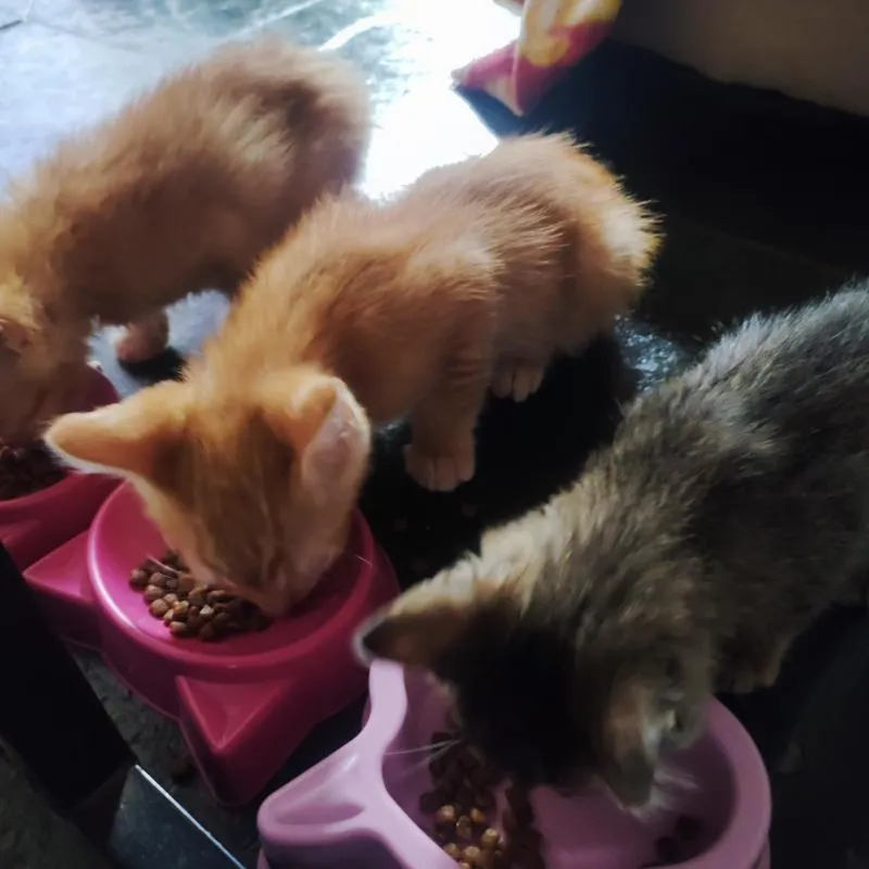 Imagem da campanha Rifa Solidária 3 gatinhos