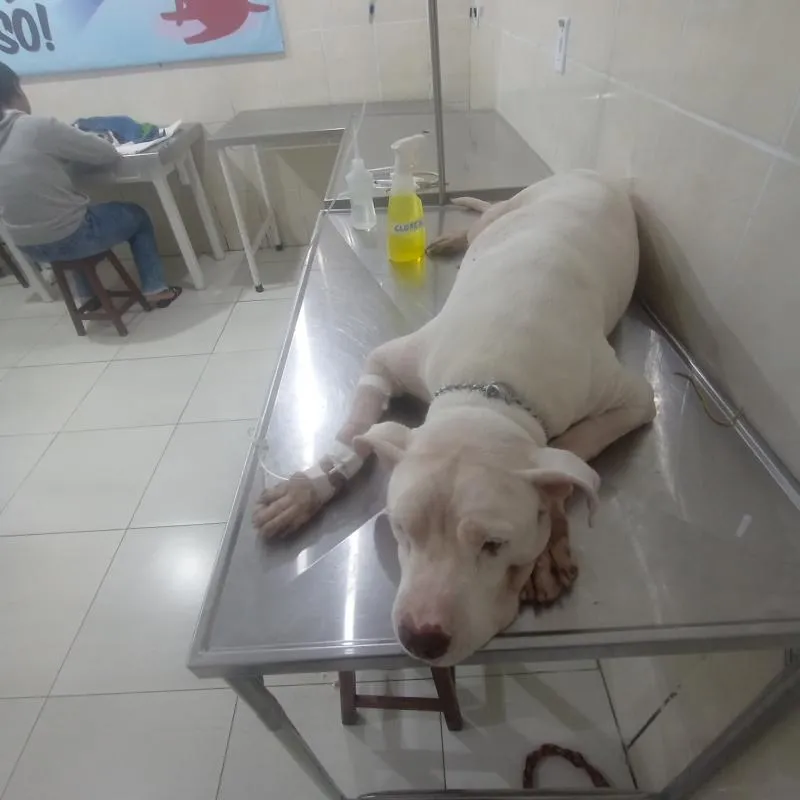 Imagem da campanha Quimio do Hulk