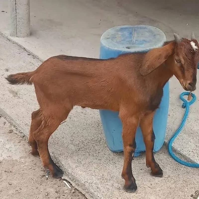 Imagem da campanha Rifa para comprar o leite NAN 1