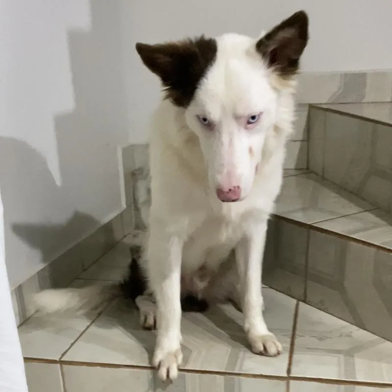 Imagem da campanha Ação Beneficente para o tratamento do Léo