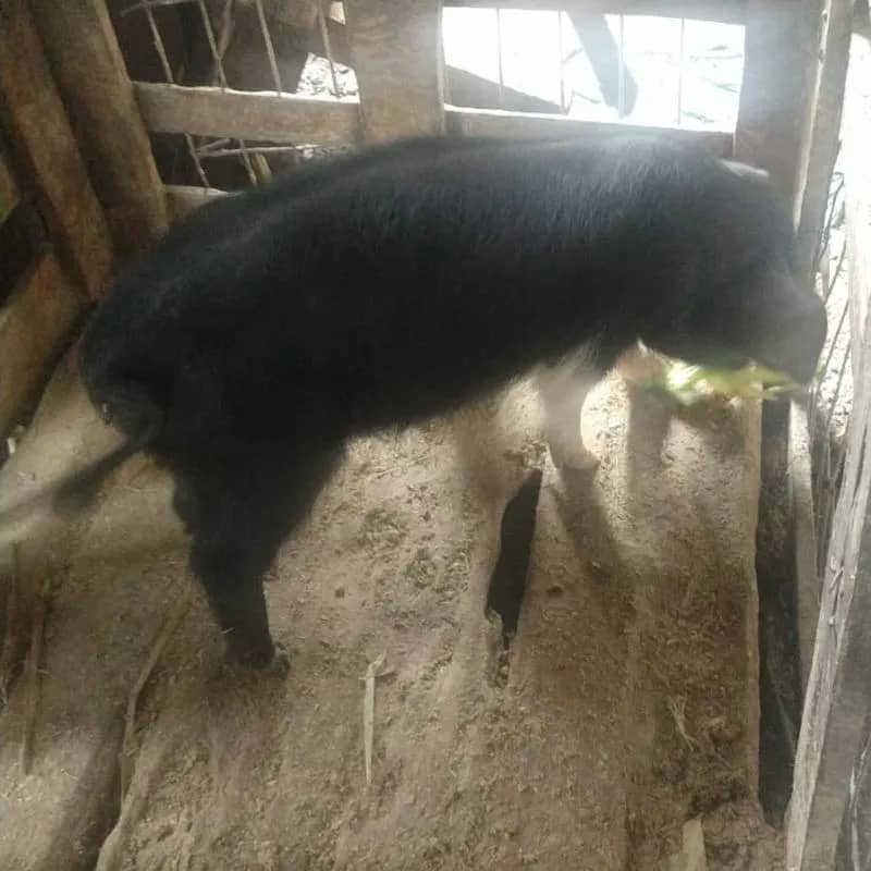 Imagem da campanha Leitoa Macal Faixa Branca de +ou- 15kg (Bem mansinha)