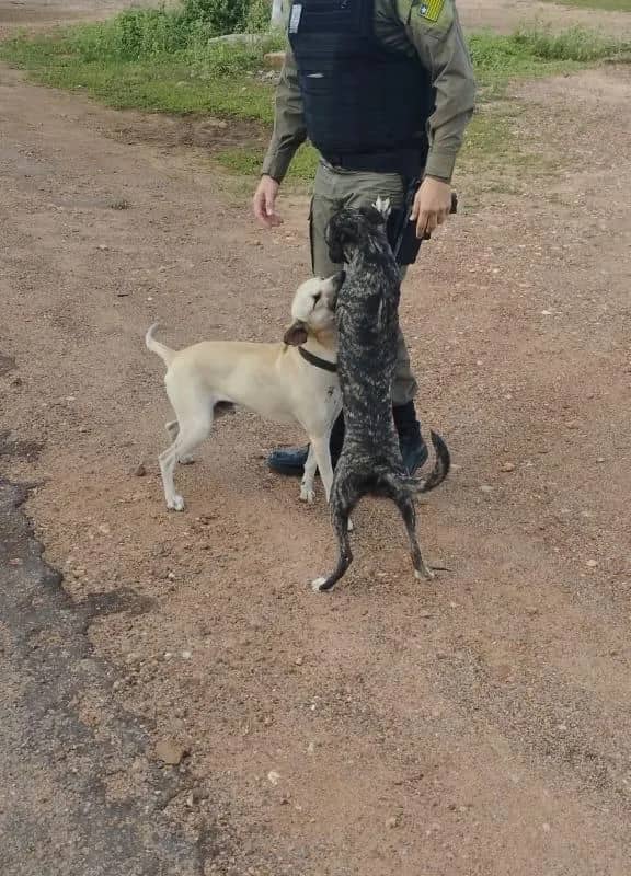 Imagem da campanha Compra de Ração - Prêmio 1 Tênis da Loja