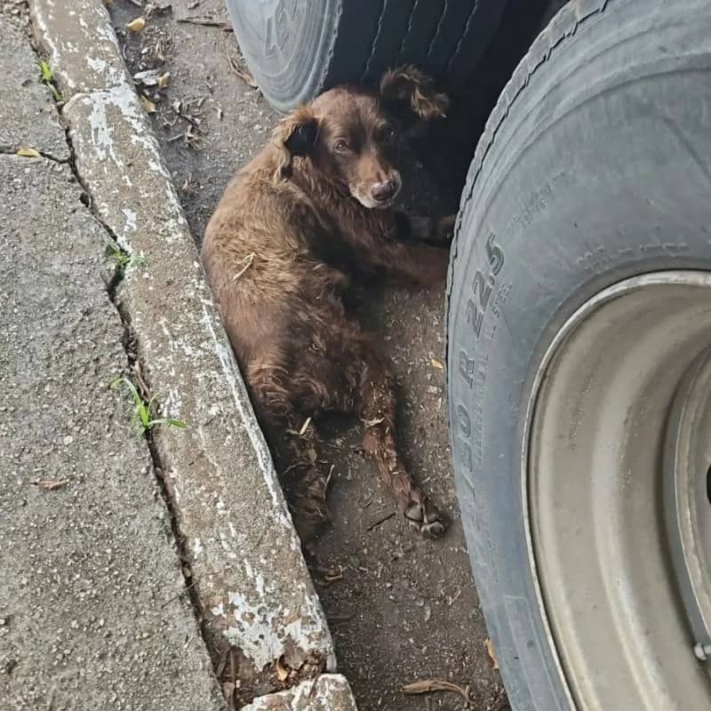 Imagem da campanha Ajude o chocolate!