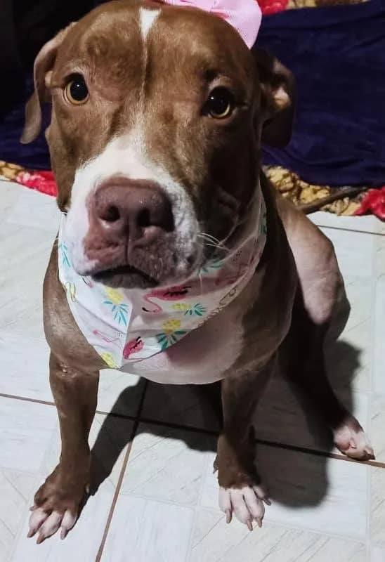 Imagem da campanha Rifa em prol para a consulta e raio X da Babalu