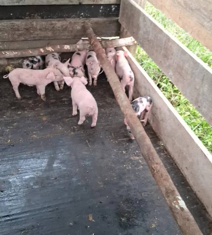 Imagem da campanha Ação entre amigos