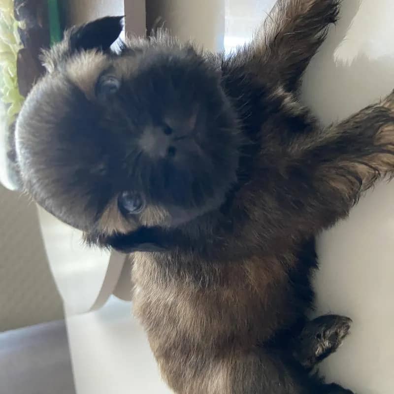 Imagem da campanha Filhotinho Shitszu